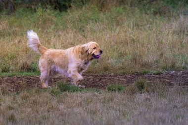 Çayırda yürüyen yumuşak kürklü güzel bir golden retriever.