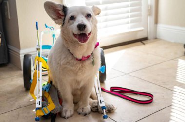 Tekerlekli sandalyeye kurulmak üzere olan sevimli beyaz bir köpek.