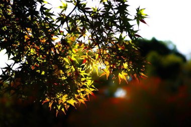 Sonbahar yapraklarının yakın çekimi.