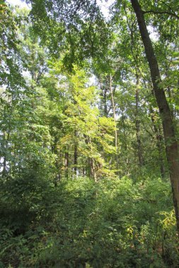 Yoğun ağaçlarla çevrili bir orman.