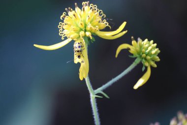 A closeup of a spotted cucumber beetle on a yellow wingstem flower clipart