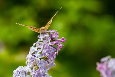 Yeşil bulanık arka planda leylak üzerinde duran bir zambak seçici odağı