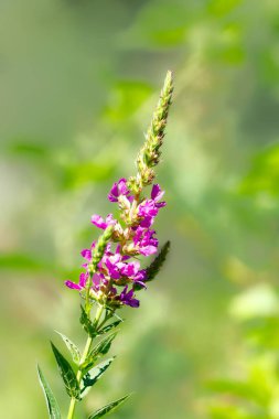 Bir tarlada pembe taç yaprakları olan güzel bir çiçeğin dikey yakın çekimi.