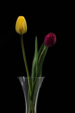 İzole edilmiş bir arkaplanda lalelerin dikey çekimi