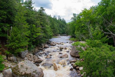 Yoğun ağaçlarla çevrili akan bir nehir.