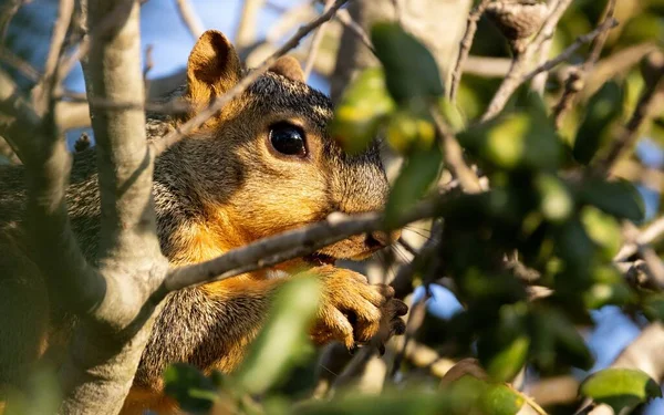 Closeup Squirrel Tree Branches Sunny Day — Stock Photo, Image