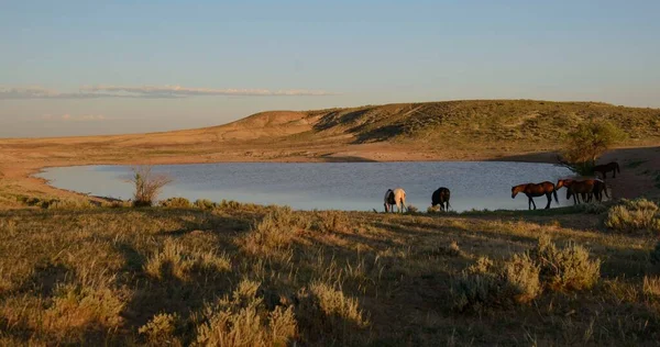 Cavalli Selvatici Nel Wyoming Mccullough Peaks Horse Management Area Fuori — Foto Stock