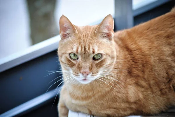 一只长着绿眼睛的毛茸茸的橙色猫盯着摄像机的选择焦点 — 图库照片