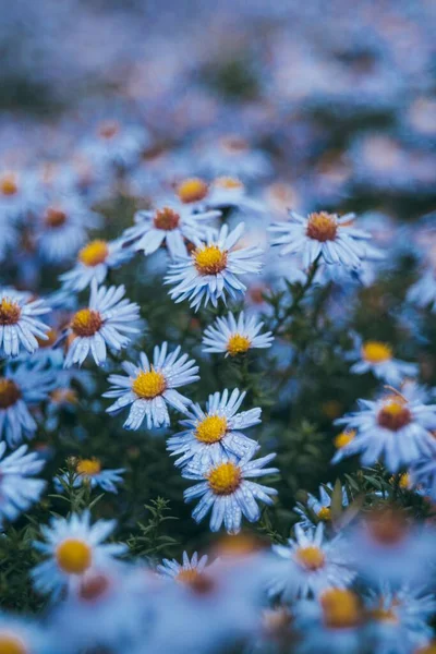 Tarladaki Papatya Çiçeklerinin Seçici Odağı — Stok fotoğraf
