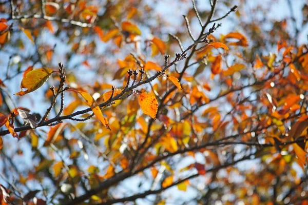 Eine Nahaufnahme Von Herbstblättern — Stockfoto