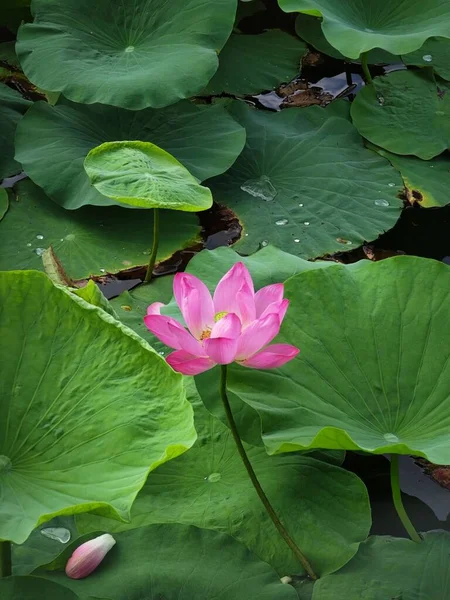 Vertical Shot Delicate Pink Water Lily Nymphaeaceae Big Green Leaves — Stock Photo, Image