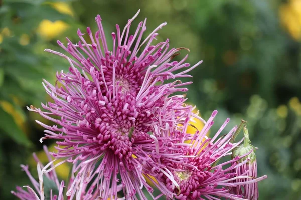 庭のピンク色のイソゴンの花のクローズアップ — ストック写真