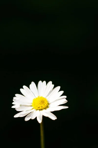 Eine Vertikale Nahaufnahme Eines Weißen Gänseblümchens Auf Schwarzem Hintergrund — Stockfoto