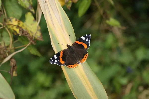 Eine Draufsicht Des Entzückenden Roten Admiral Schmetterlings Auf Grünem Pflanzenblatt — Stockfoto
