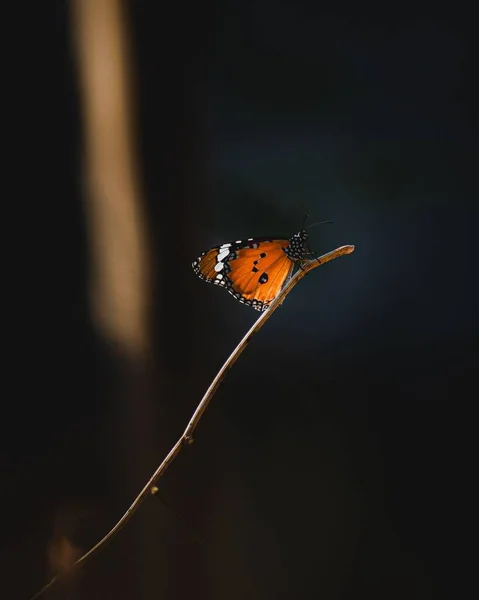 暗い背景を背景に細い枝に蝶の垂直閉鎖 — ストック写真