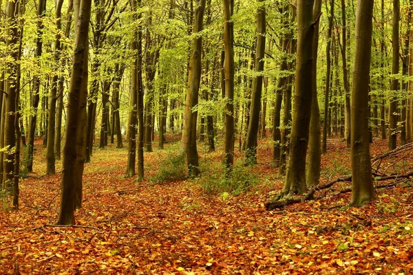 Вічнозелені Дерева Оточені Опалим Осіннім Листям Осінньому Лісі Вдень — стокове фото