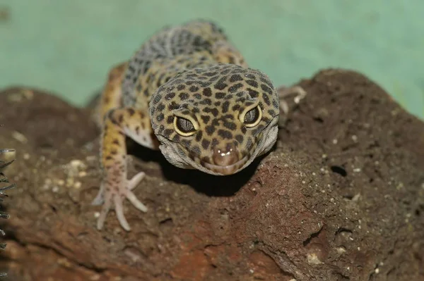 Eine Nahaufnahme Eines Leopardengeckos Auf Felsen Unter Den Lichtern Mit — Stockfoto