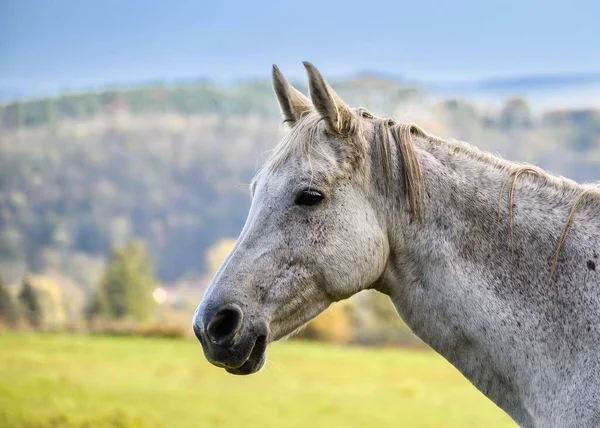 在草原上 大自然中一匹美丽的马的照片 — 图库照片