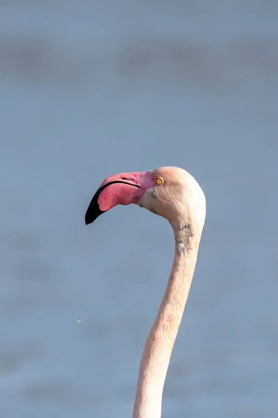 Вертикальный Снимок Головы Розового Фламинго Синем Размытом Фоне — стоковое фото