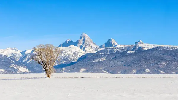 Arkasında Dik Dağlar Olan Karlı Bir Tarlada Izole Edilmiş Kurumuş — Stok fotoğraf
