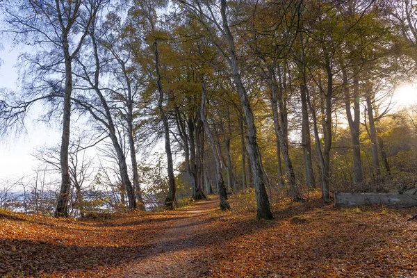 Плантация Хорнбека Осенью — стоковое фото