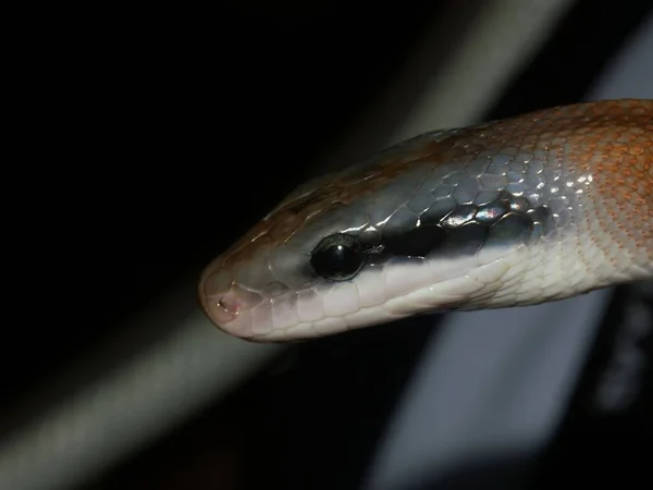 Selektywne Zbliżenie Ostrości Tajwańskiego Węża Piękna Elaphe Taeniura Ciemnym Tle — Zdjęcie stockowe