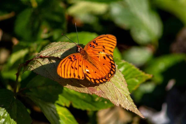 Eine Nahaufnahme Eines Golf Schmetterlings Der Auf Einer Pflanze Auf — Stockfoto