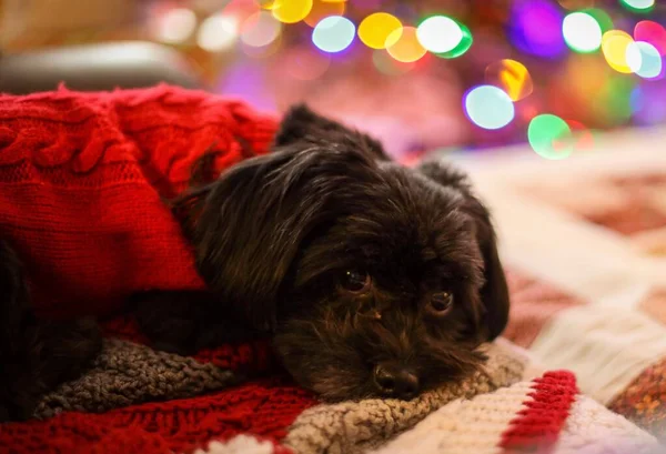Собака Отдыхает Фоне Новогодних Огней — стоковое фото