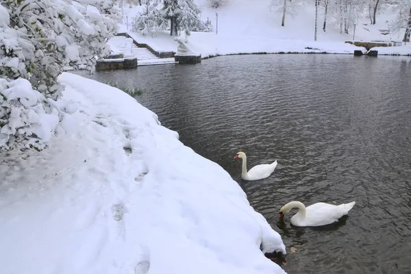 美しい白い白鳥が水中を泳ぎ 雪の海岸に近づいています — ストック写真