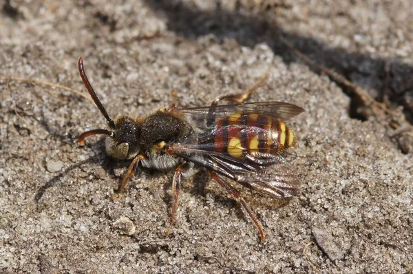 Κοντινό Πλάνο Της Μέλισσας Nomada Leucopthalma Σκαρφαλωμένη Στην Άμμο — Φωτογραφία Αρχείου