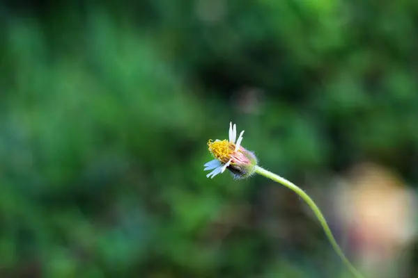 月桂花一种在田野中花瓣洁白的淡淡的菊花的精选焦点 — 图库照片