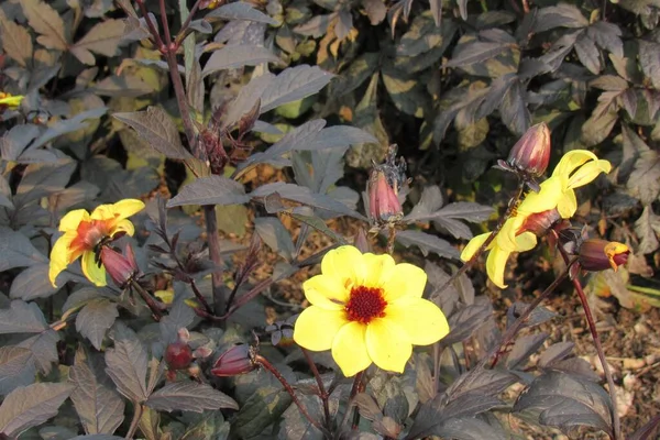 Närbild Blommande Dahlia Blommor Med Blad — Stockfoto