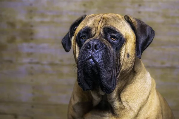 Großaufnahme Eines Bulldoggen Mit Schönen Und Leuchtend Braunen Augen — Stockfoto
