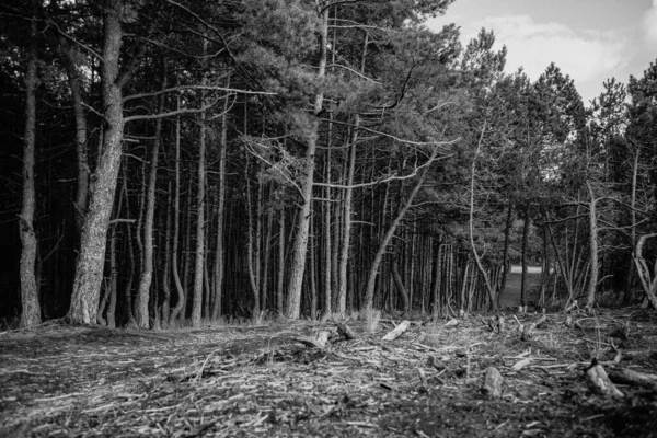 波罗的海森林里弯曲的树木的灰度射击 — 图库照片