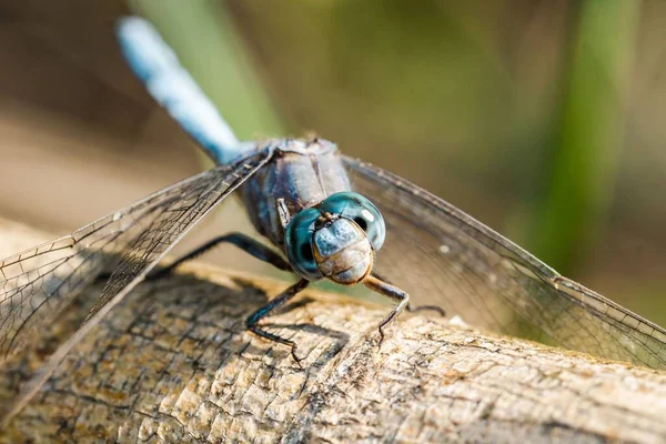 一只蓝色蜻蜓在木树枝上的美丽特写 — 图库照片