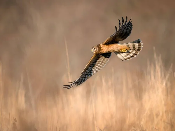 Closeup Shot Northern Harrier Patterned Wings Flying Field — Stock Photo, Image