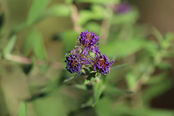 一朵干燥的紫色过山车花的特写 — 图库照片
