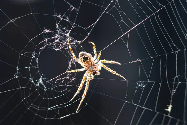 Detailní Záběr Diadému Pavouka Pavučině Araneus Diadematus — Stock fotografie