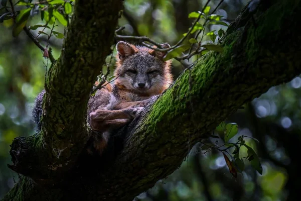 在长满青苔的树干上的热带雨林里 一只可爱的红狐狸拍了一张美丽的照片 — 图库照片