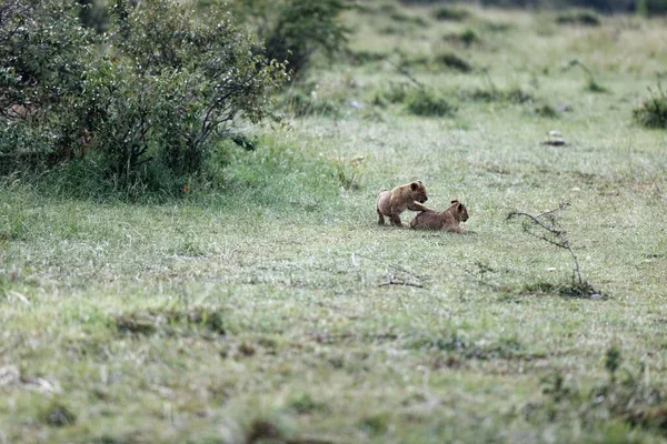 Twee Leeuwenwelpen Van Topi Pride Ontspannen Masai Mara Kenia — Stockfoto