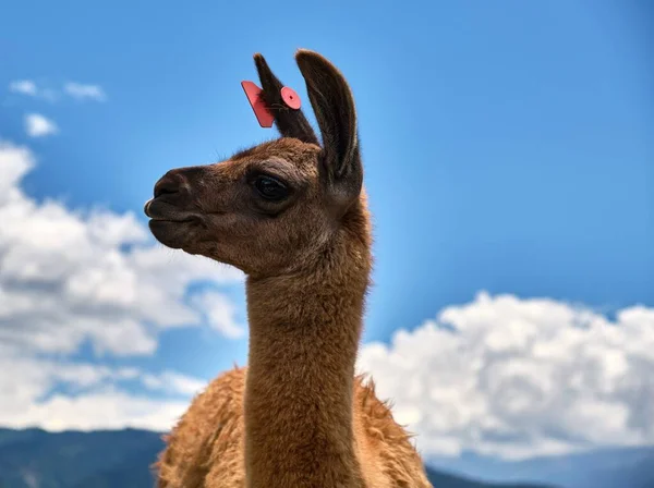 Skeptical Lama Front Sky Clouds — Stock Photo, Image