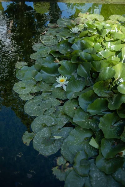 池に緑の葉で成長する睡蓮のトップビュー — ストック写真