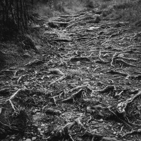 바위와 나무뿌리로 — 스톡 사진