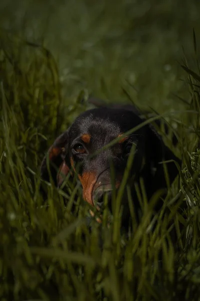 Vertical Shot Cute Small Dachshund Dog Surrounded Tall Green Plants — Stock Photo, Image