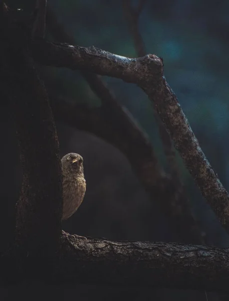 Gece Bir Baykuşun Ağaç Dalındaki Dikey Görüntüsü — Stok fotoğraf