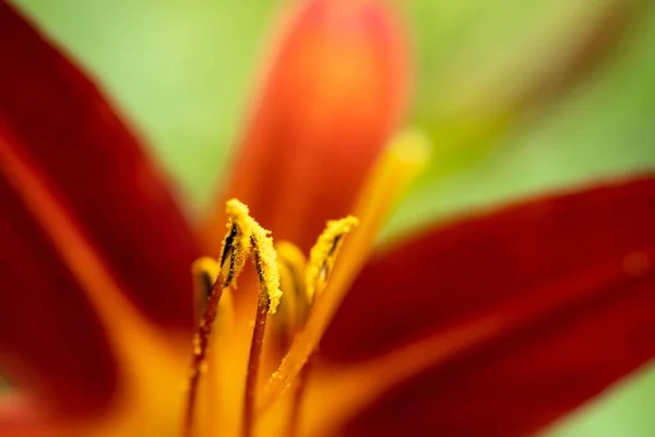 Eine Nahaufnahme Einer Taglilie Blume — Stockfoto