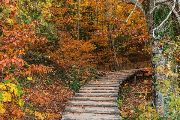 Eine Wunderschöne Landschaft Eines Holzstegs Ruhigen Gelben Herbstwald — Stockfoto