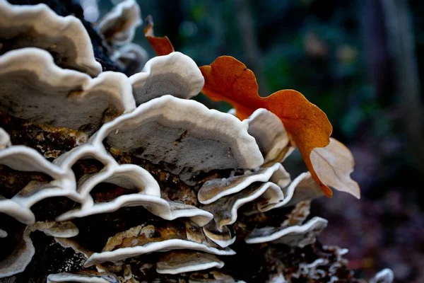 Foco Seletivo Cogumelos Tronco Árvore — Fotografia de Stock