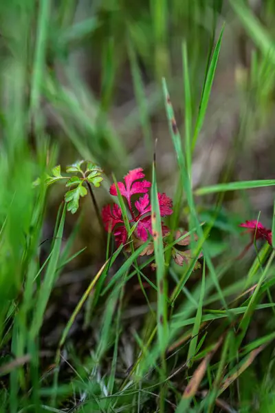 畑にピンクの花を持つGvazdikaの垂直閉鎖背景がぼやけている — ストック写真