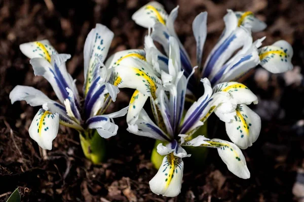 Primo Piano Selettivo Orchis Iris Iris Histrioides Isolato Sfondo Scuro — Foto Stock